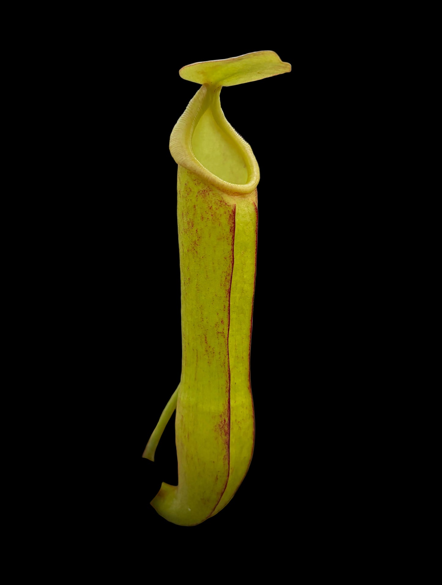 Nepenthes adrianii x boschiana