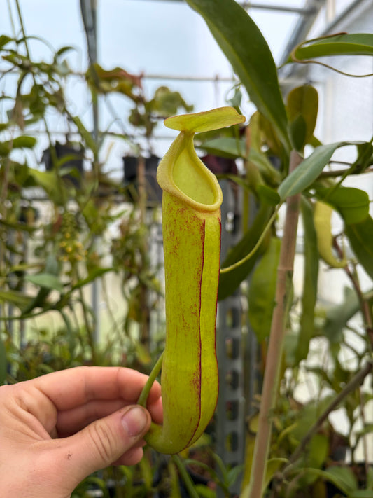 Nepenthes adrianii x boschiana