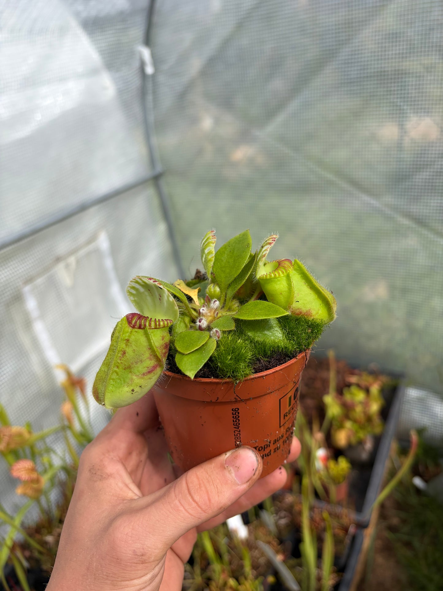 Cephalotus follicularis ‚Giant‘