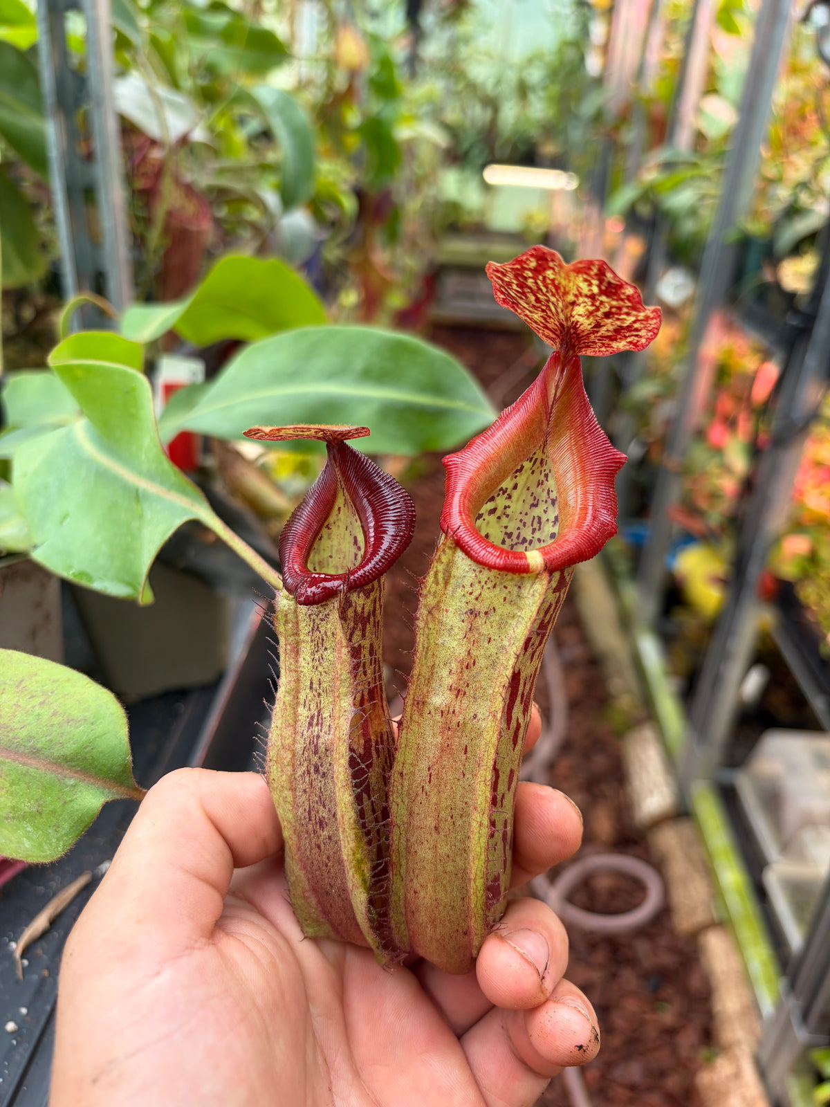 Nepenthes veitchii ‚murud x candy striped‘ x boschiana 20cm+