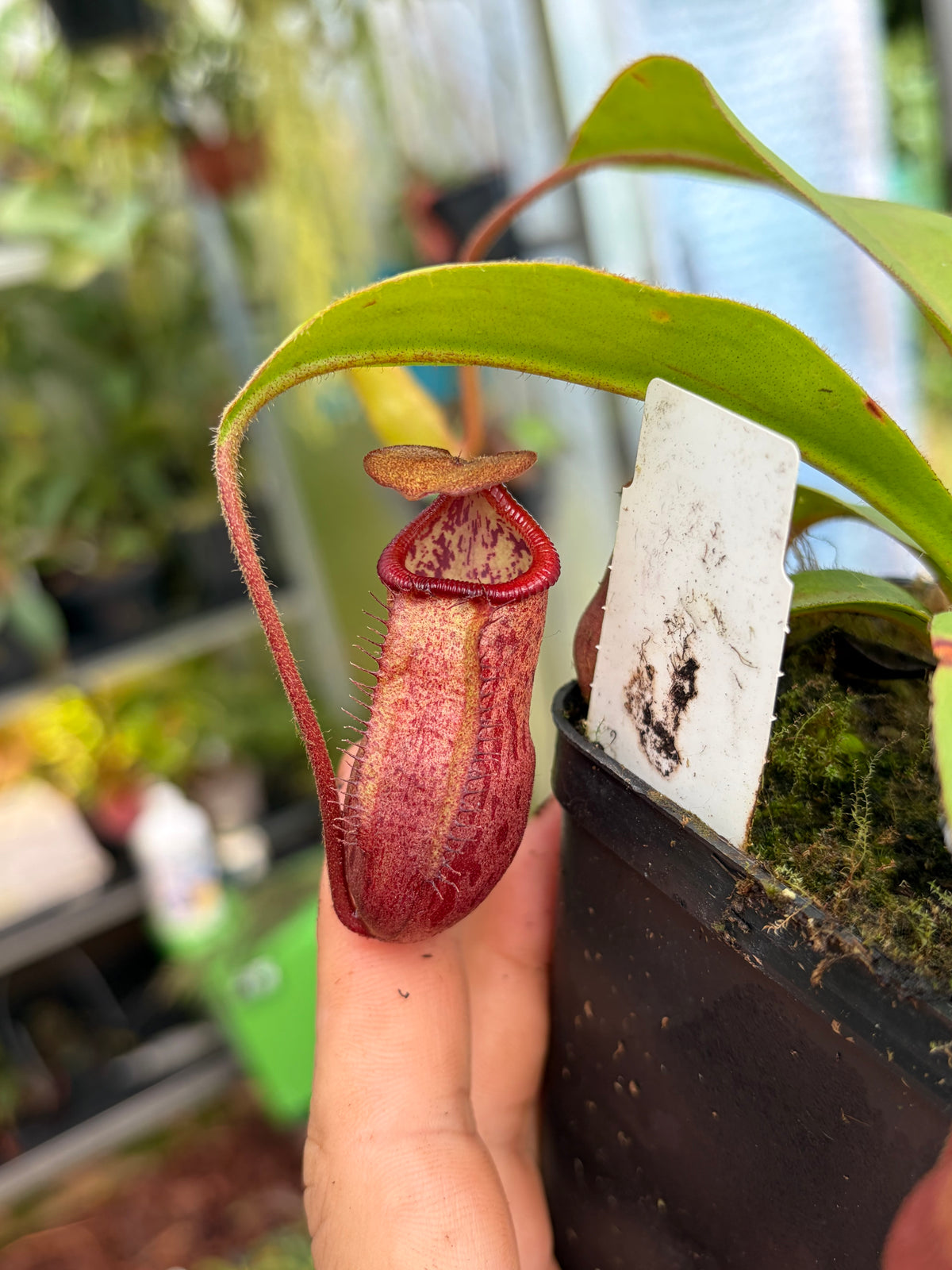 Nepenthes petiolata x mira (BE-4525) 15cm