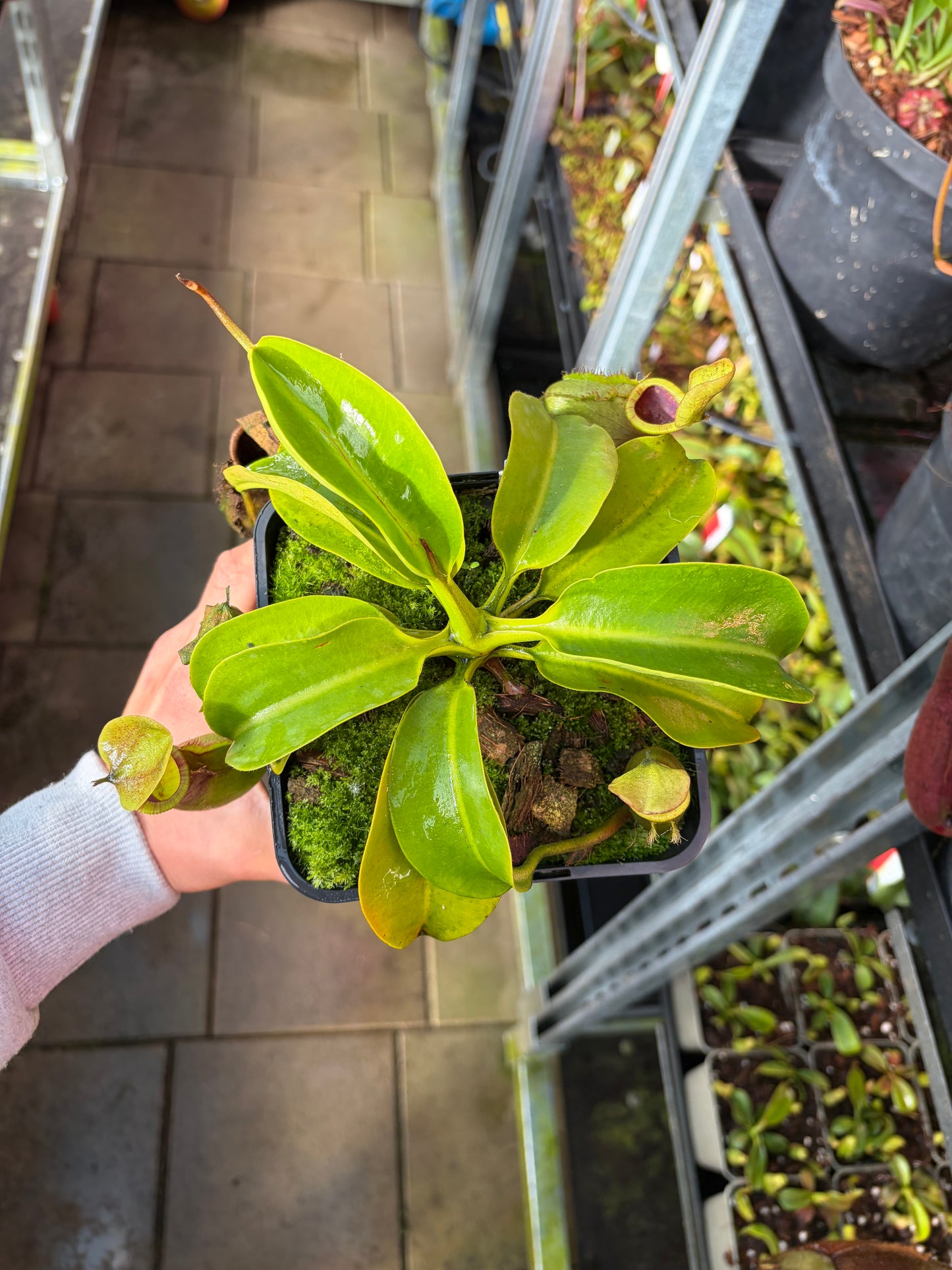 Nepenthes (lowii x truncata) x (lowii x campanulata) 30cm