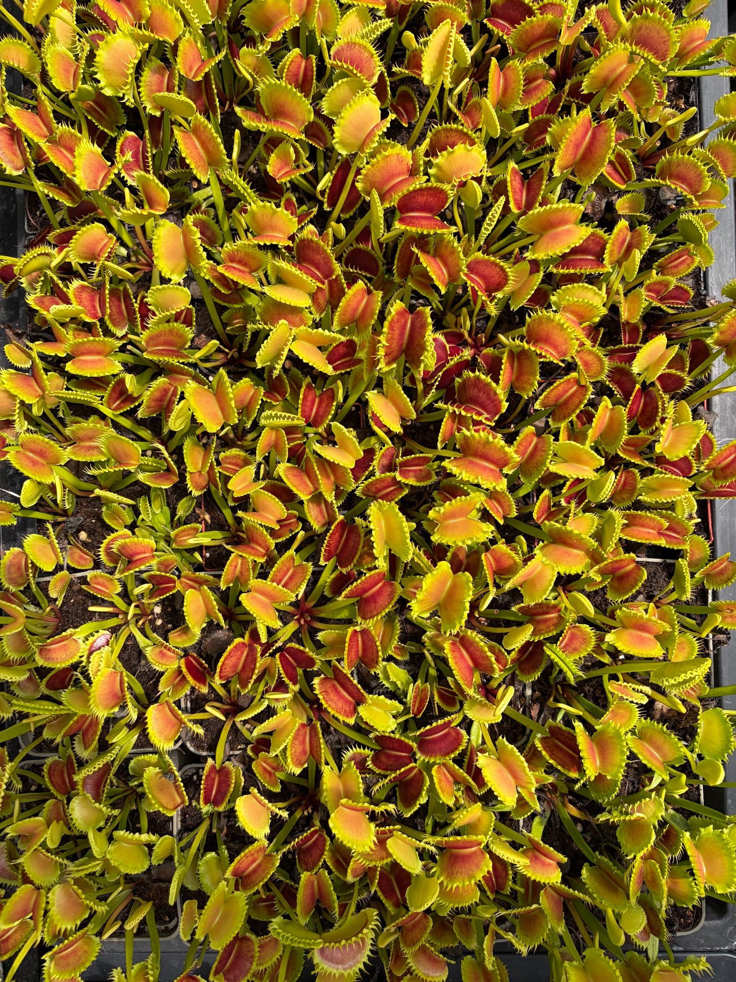 Dionaea muscipula 'Chinese Dumpling'