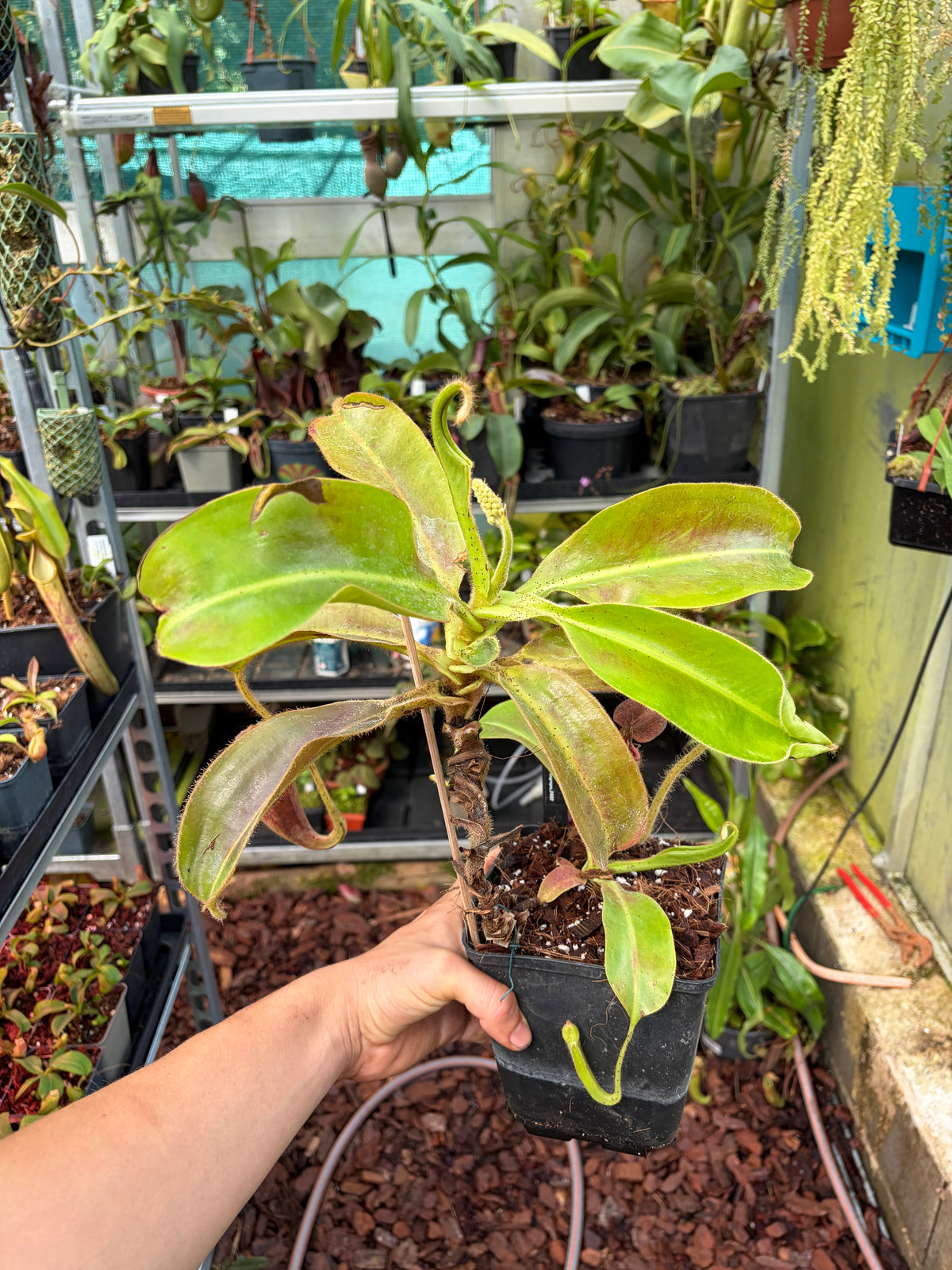 Nepenthes glandulifera (BE-3691) ‚male‘ 40cm+