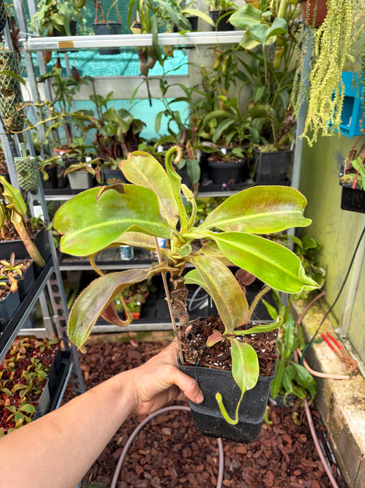 Nepenthes glandulifera (BE-3691) ‚male‘ 40cm+