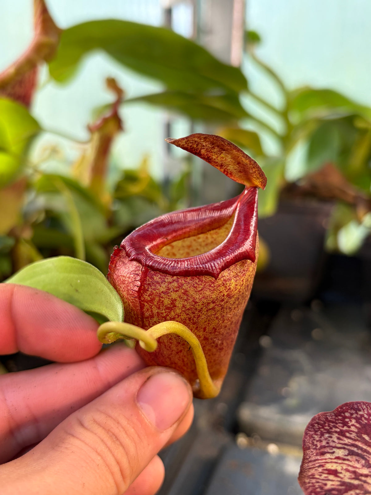 Nepenthes flava 15cm+