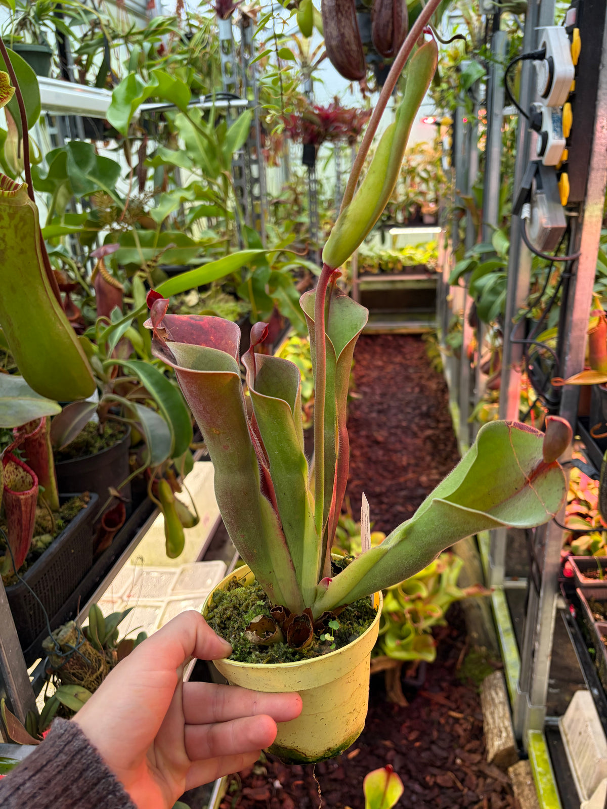 Heliamphora parva (extremely hairy) x minor var. pilosa (Luna) #3