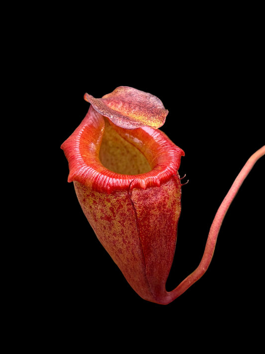 Nepenthes flava 15-20cm