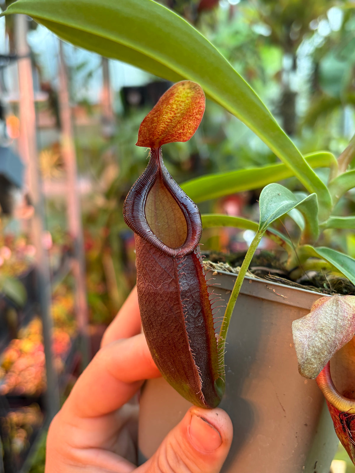 Nepenthes spathulata x dubia (BE-3751) 15cm+