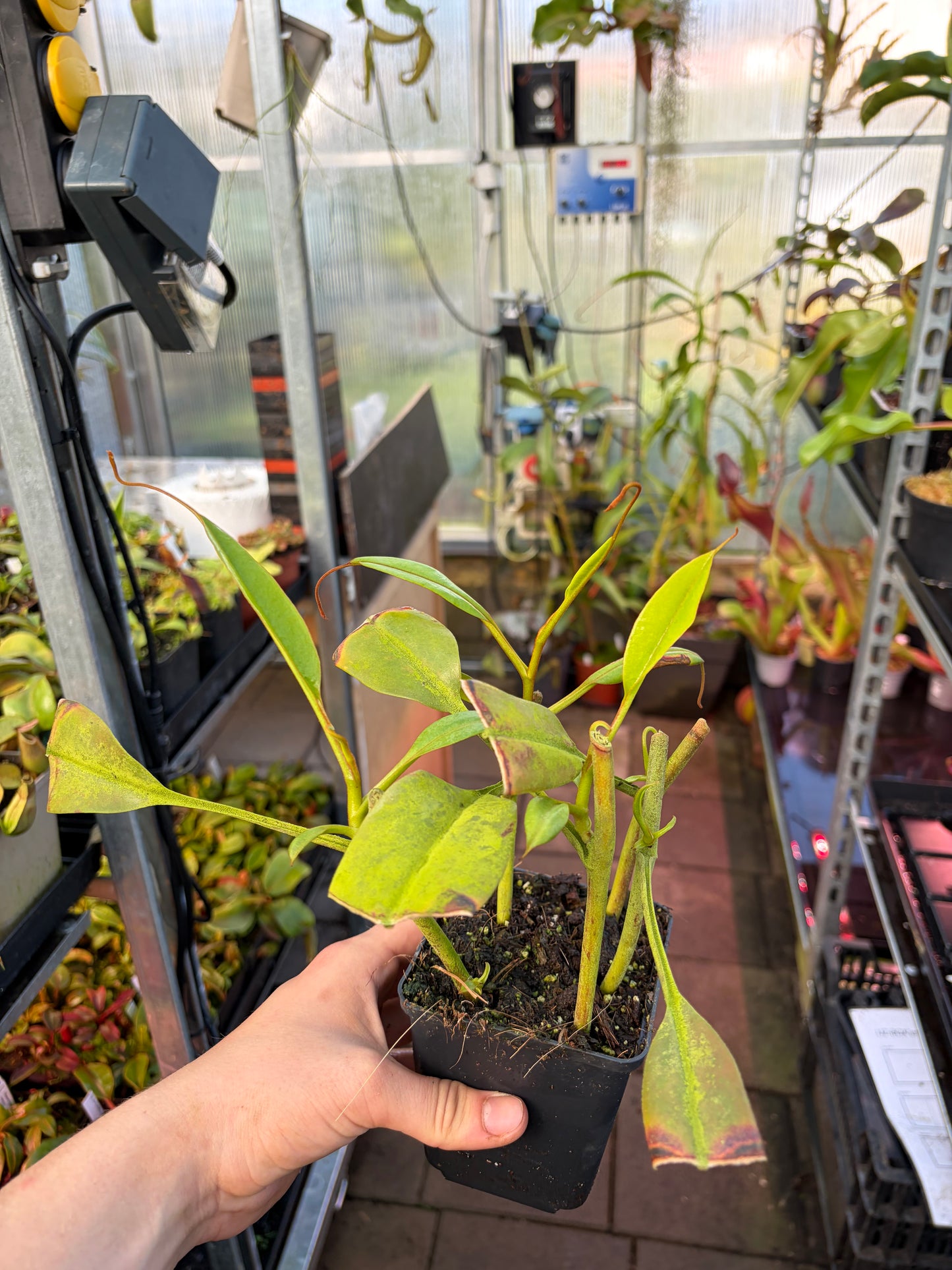 Nepenthes epiphytica ‚MS female‘ rooted cutting