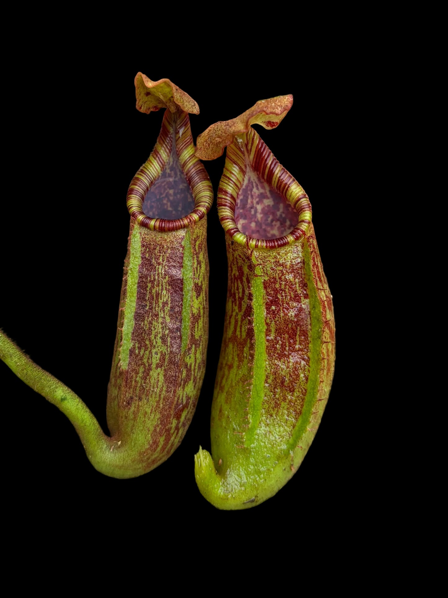 Nepenthes [(lowii x veitchii) x boschiana] x mollis