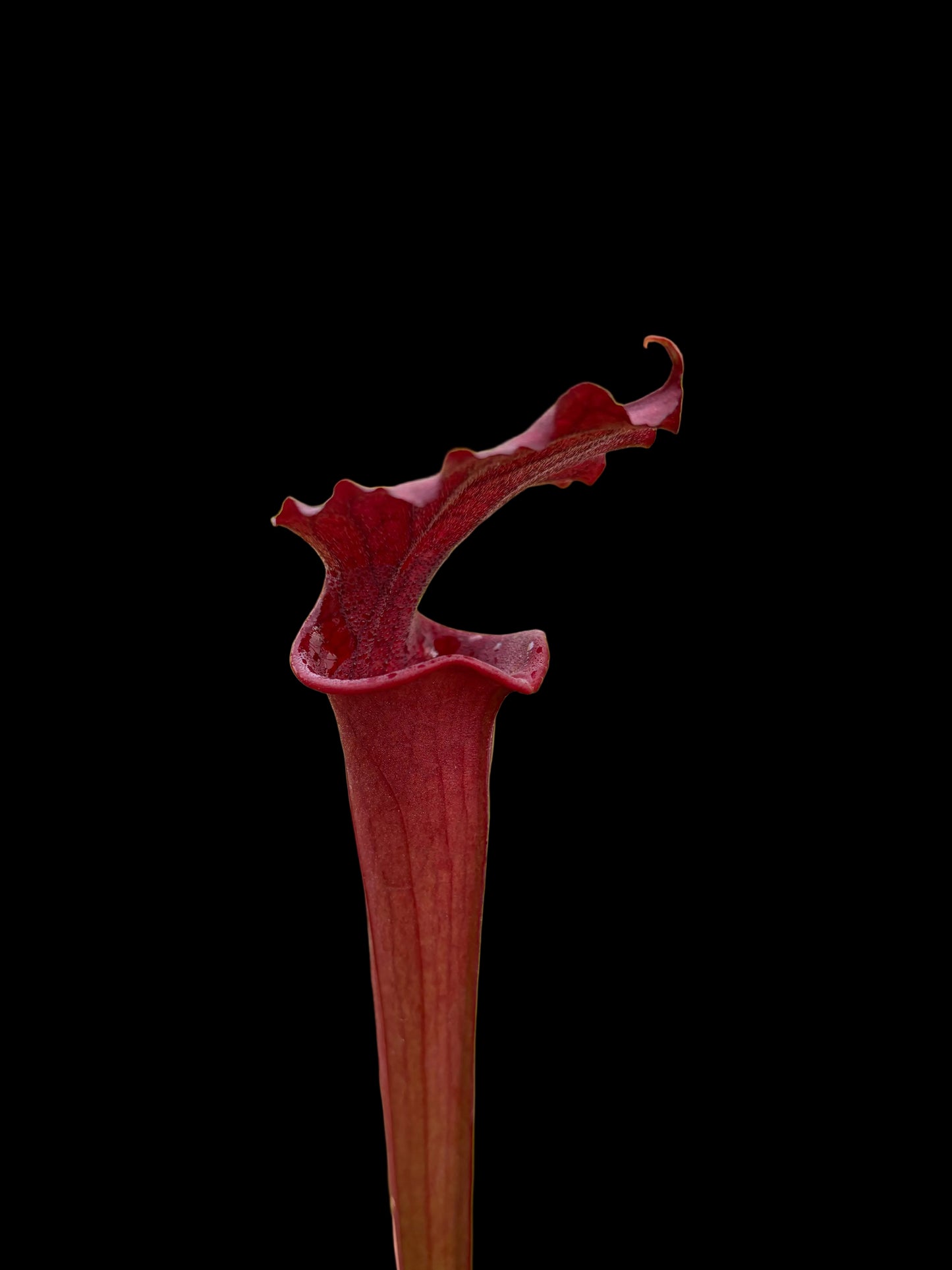Sarracenia hybrid #007
