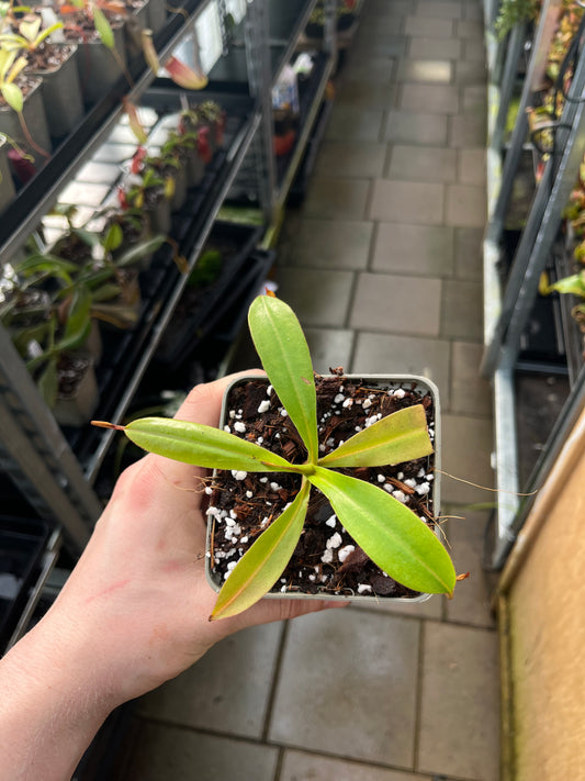 Nepenthes singlana x (burbidgeae x edwardsiana) 10cm