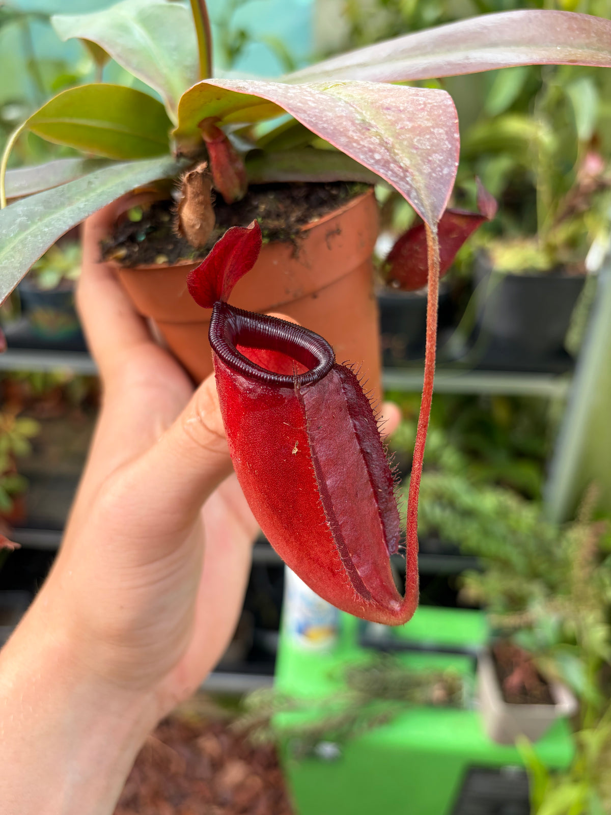 Nepenthes ampullaria x sibuyanensis (= x dark secret) 15-20cm