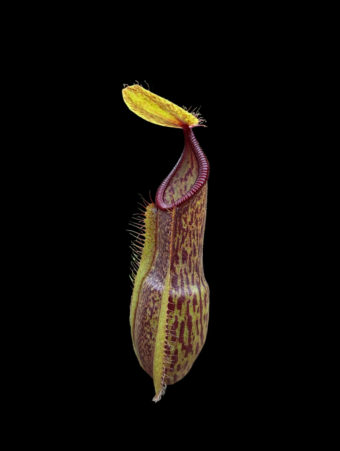 Nepenthes spathulata x hamata 15cm