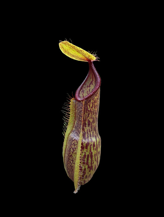 Nepenthes spathulata x hamata 15cm