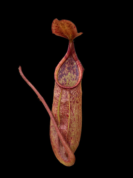 Nepenthes peltata x truncata 'red flush' 30cm