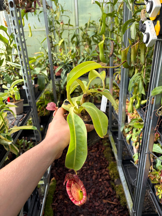 Nepenthes glandulifera x (lowii x veitchii) ‚rooted cutting‘