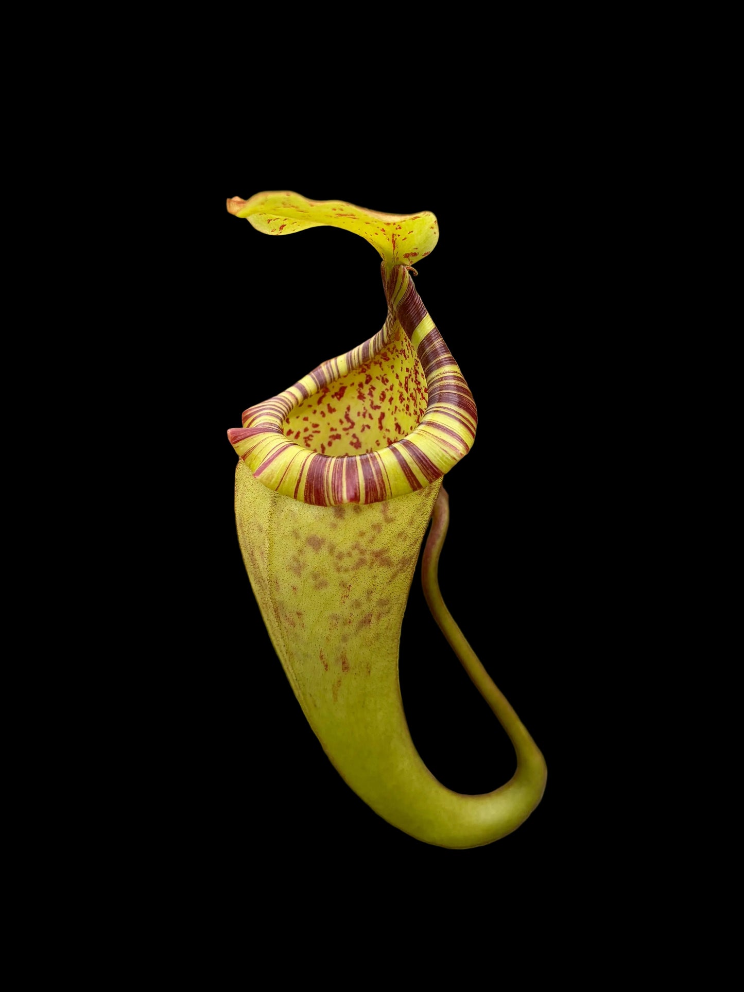 Nepenthes (platychila x burbidgeae) x (platychila x boschiana) 60cm
