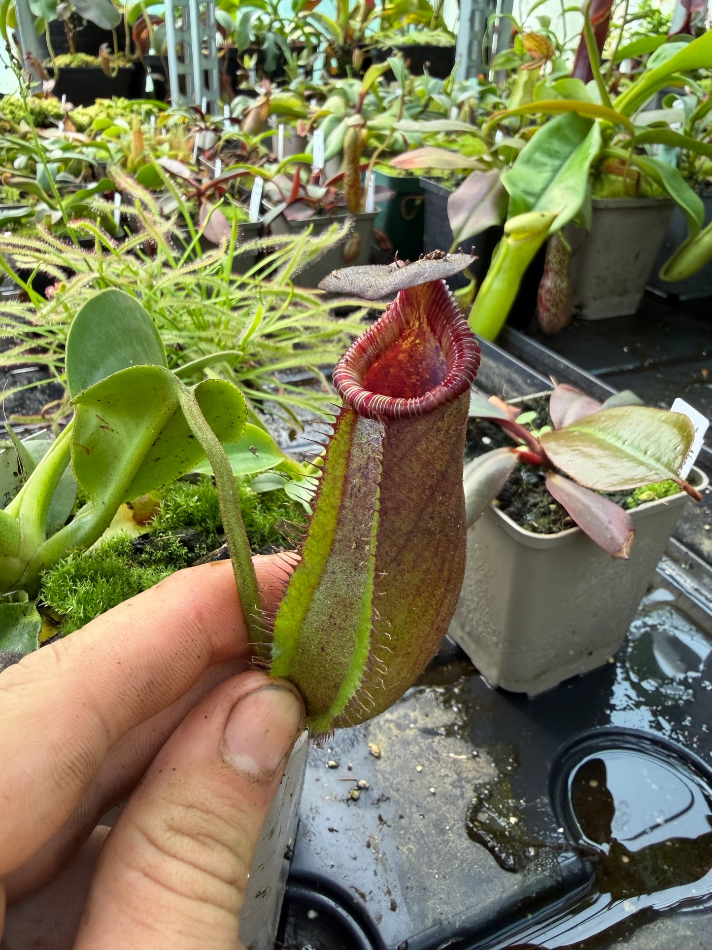Nepenthes robcantleyi x (lowii x ephippiata)