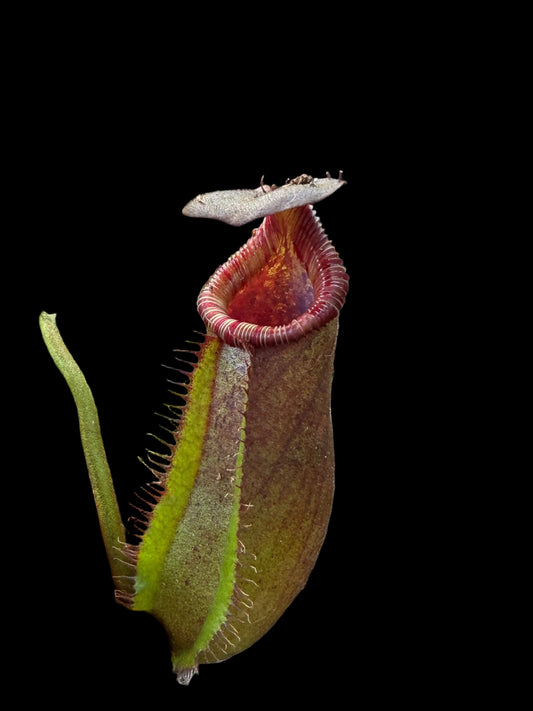 Nepenthes robcantleyi x (lowii x ephippiata)