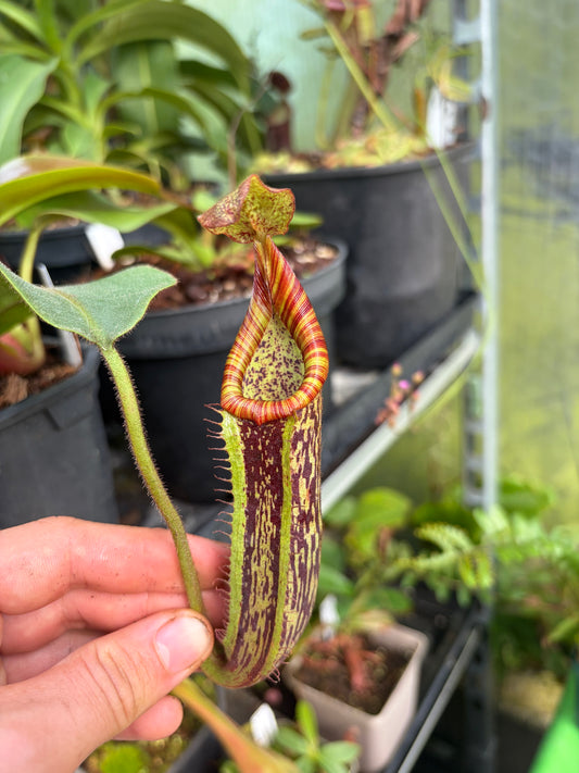 Nepenthes (veitchii x platychila) x platychila