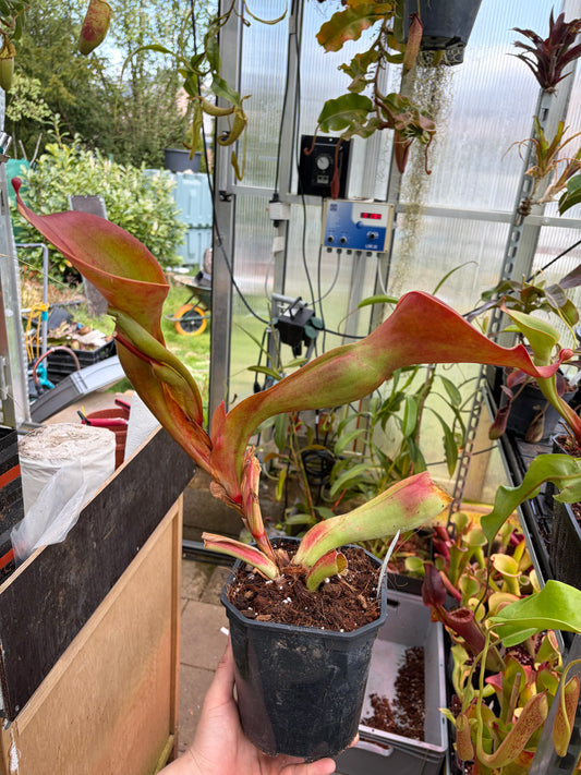 Heliamphora ionasii ‚Killer giant - Michael Schach‘ #2