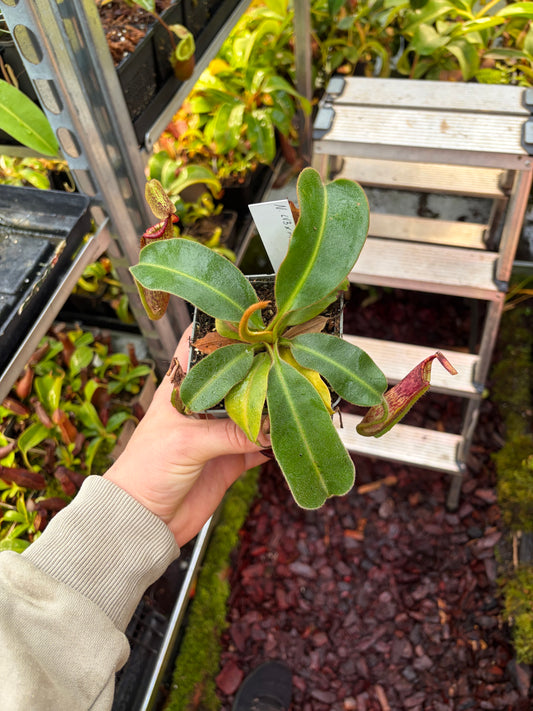 Nepenthes [(lowii x veitchii) x boschiana] x mollis 15cm