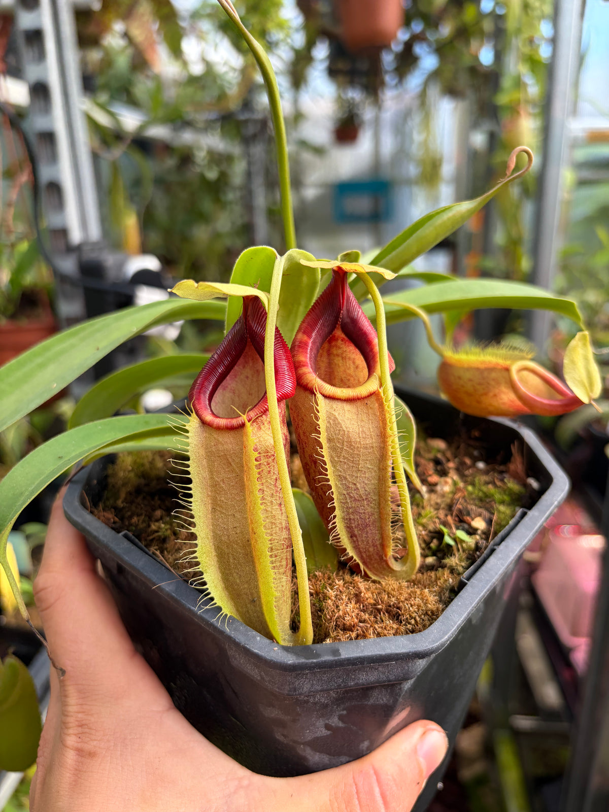 Nepenthes spathulata x flava 20cm