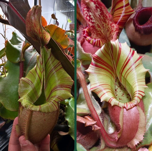 Nepenthes veitchii M x M 'In-house Line'