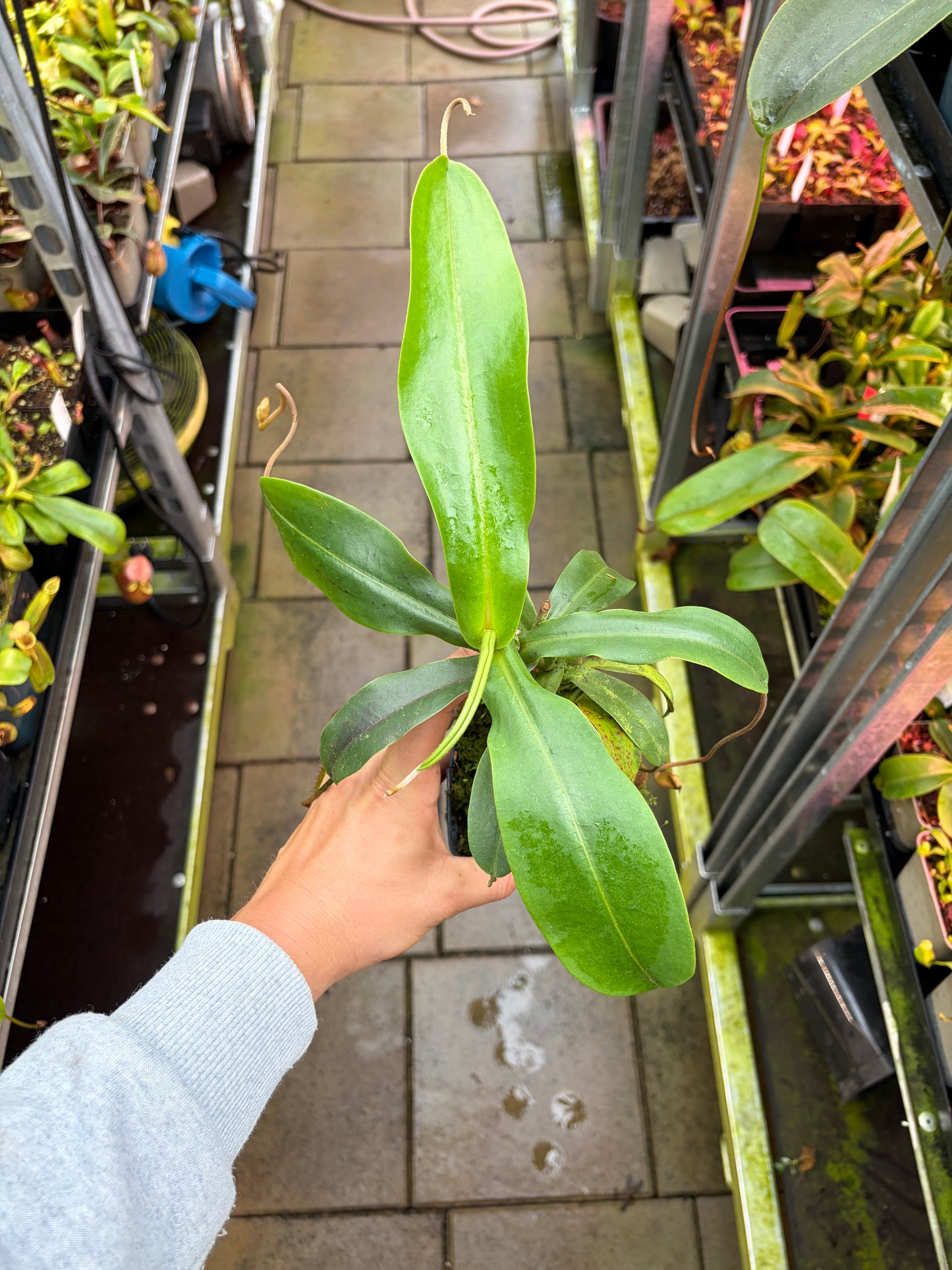 Nepenthes spectabilis ‚giant‘ x undulatifolia