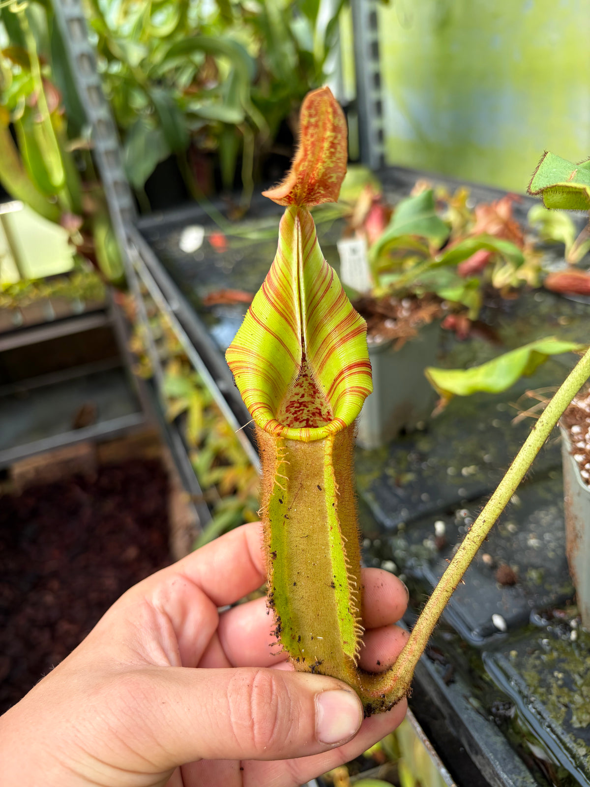 Nepenthes (mollis x veitchii) x veitchii 40cm