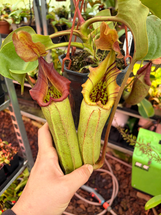 Nepenthes robcantleyi x truncata ‚Highland red‘ 40cm