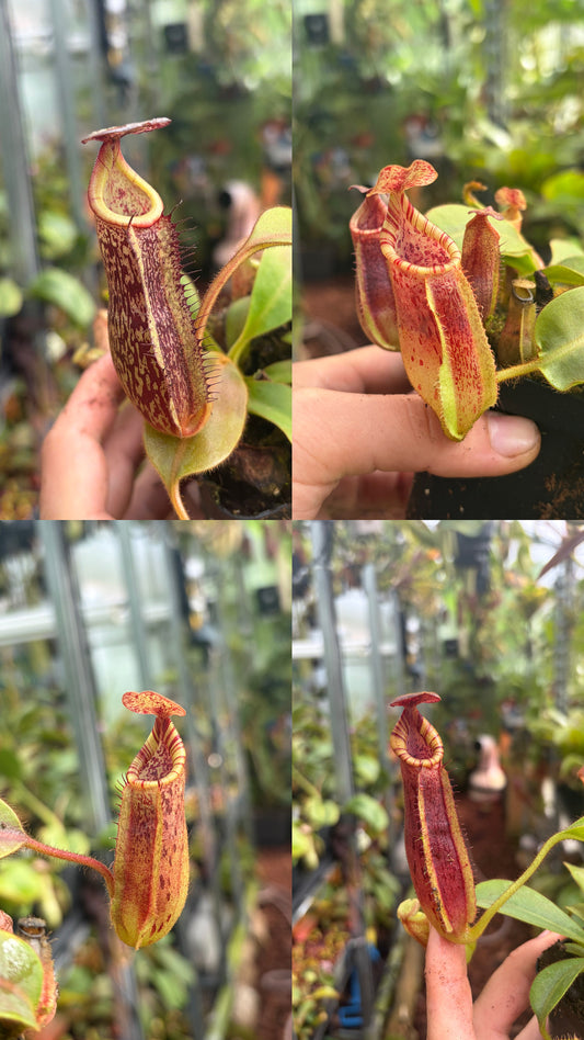 Nepenthes (lowii x veitchii) x (mollis x veitchii) 10-15cm
