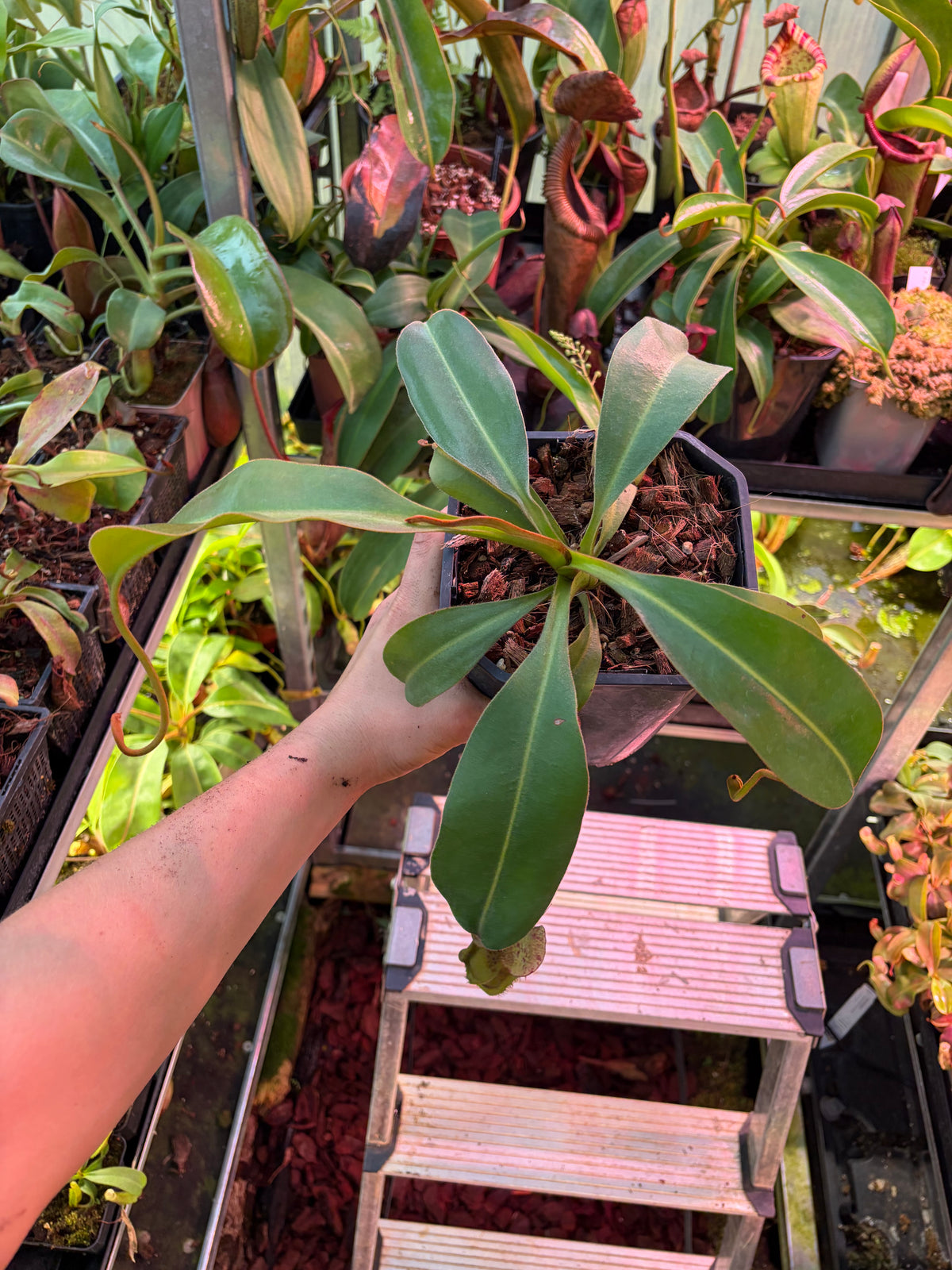 Nepenthes lowii x platychila ‚female‘ 40cm