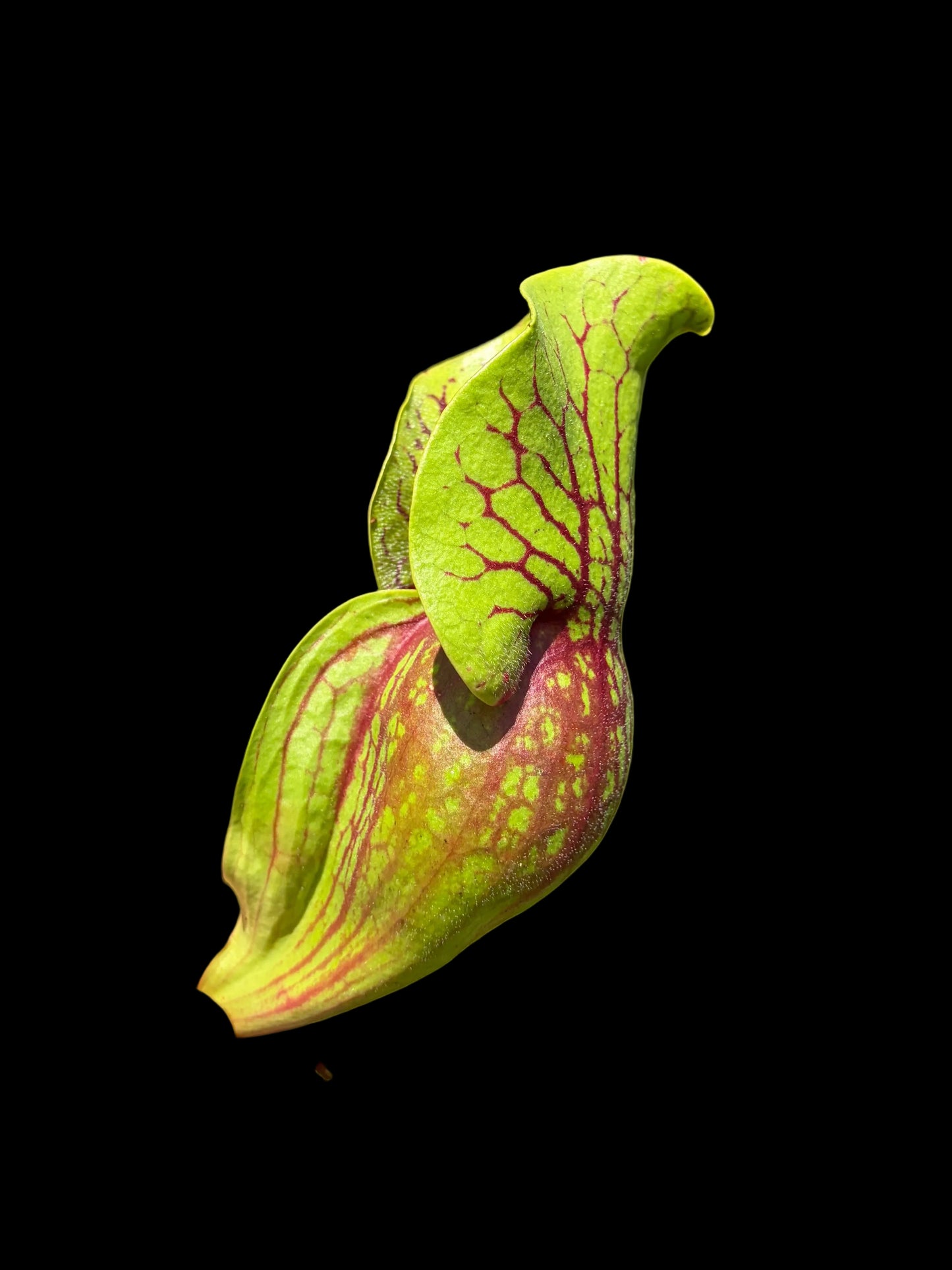 Sarracenia purpurea ssp venosa 'reedy creek' x 'Tom's Swamp'