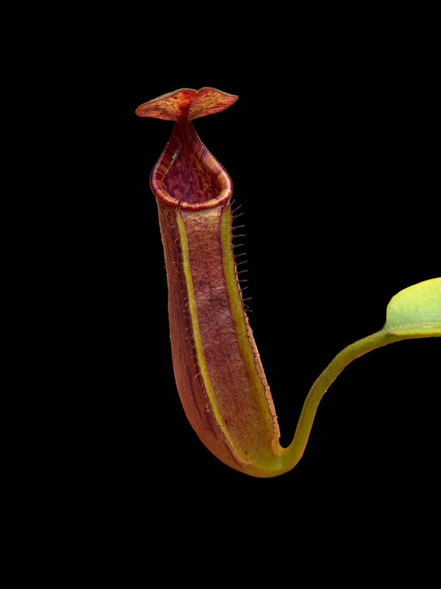 Nepenthes boschiana x (lowii x veitchii)