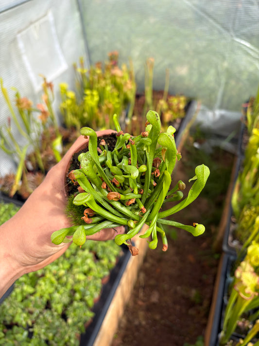Darlingtonia californica