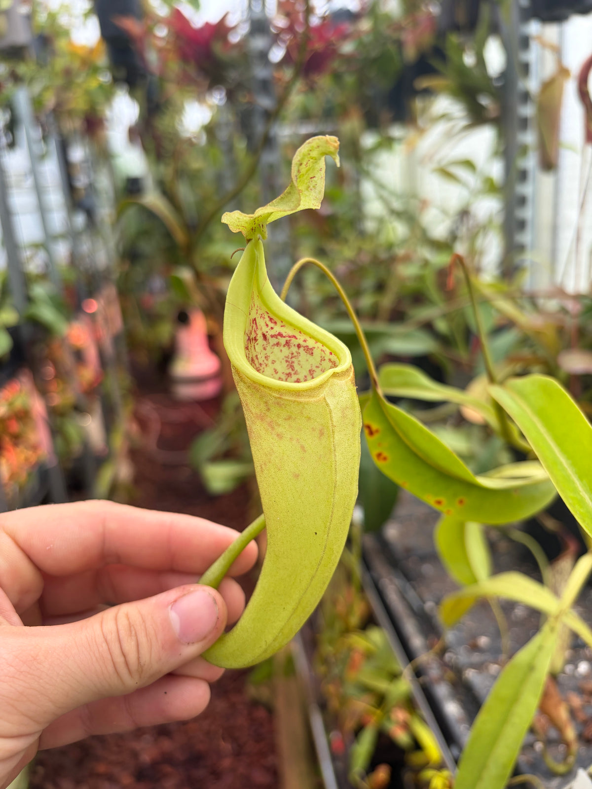 Nepenthes eymae ‚lumut - rooted cutting‘ male