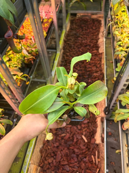 Nepenthes (veitchii x burbidgeae) x [(lowii x veitchii) x tiveyi] x platychila 15cm