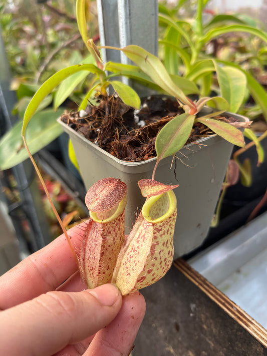 Nepenthes gymnamphora x tenuis 15cm