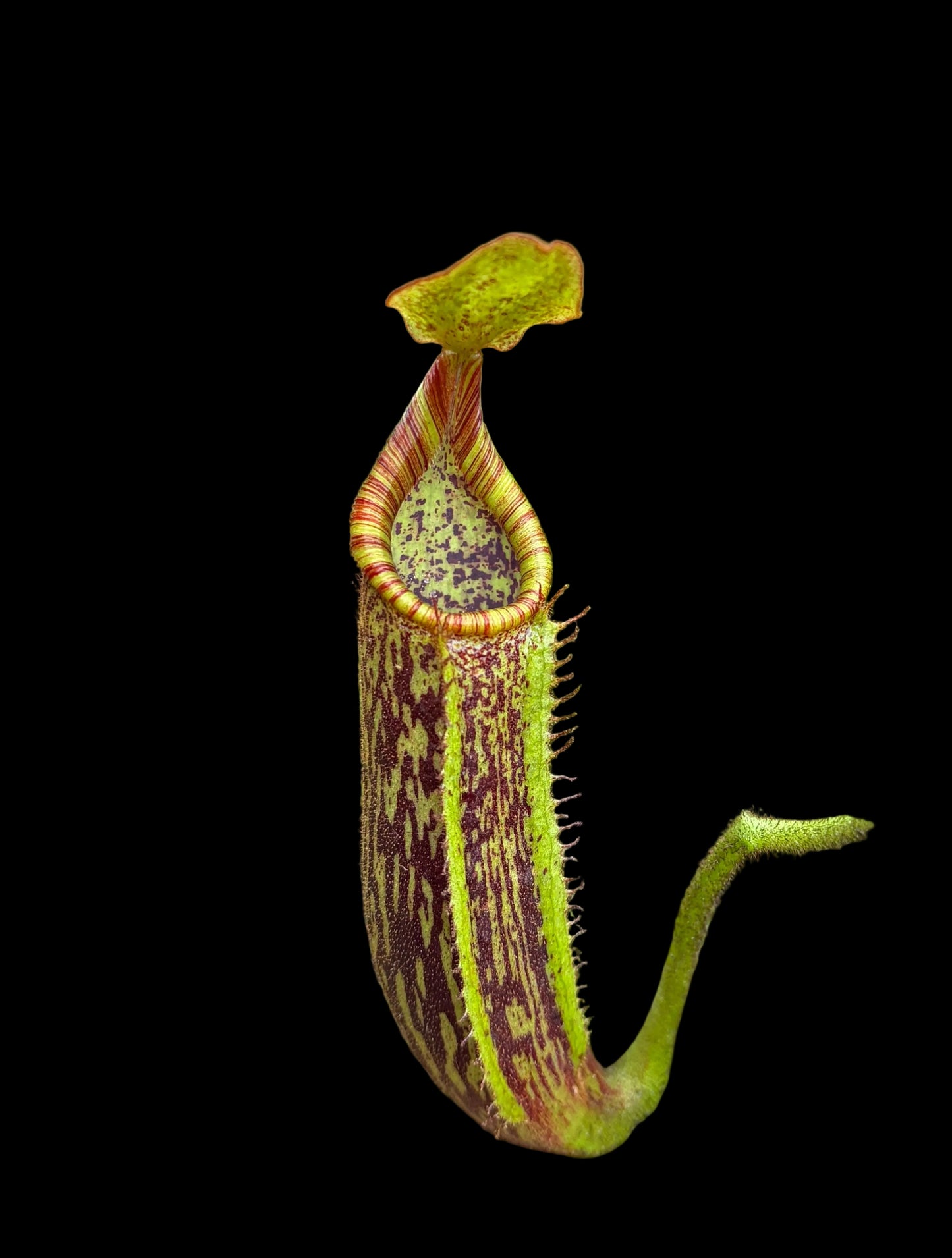 Nepenthes (veitchii x platychila) x platychila