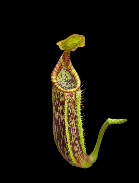 Nepenthes (veitchii x platychila) x platychila