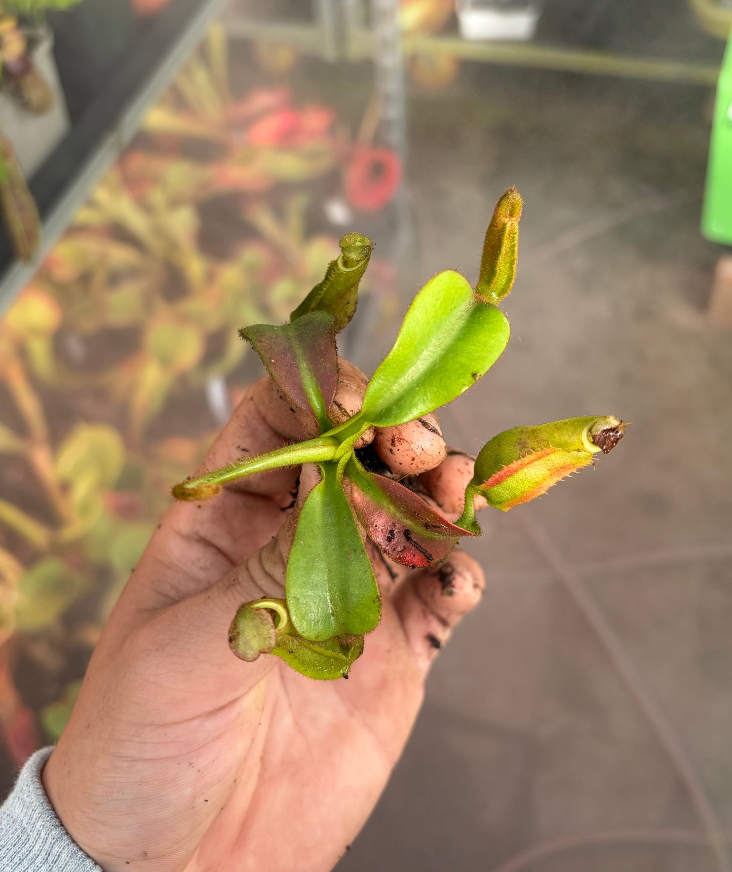 Nepenthes veitchii 'candy x F2'