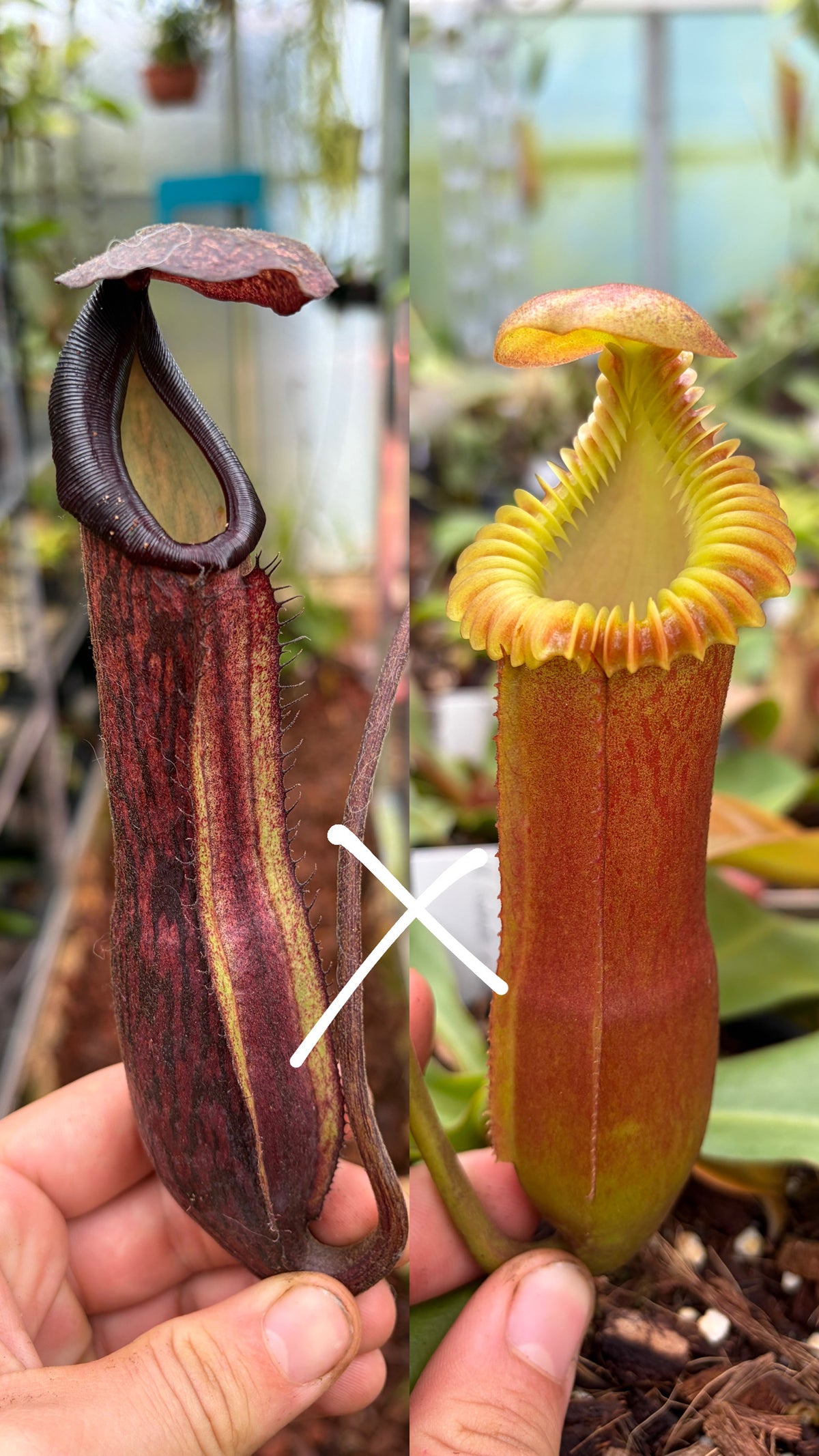 Nepenthes boschiana x edwardsiana 15cm
