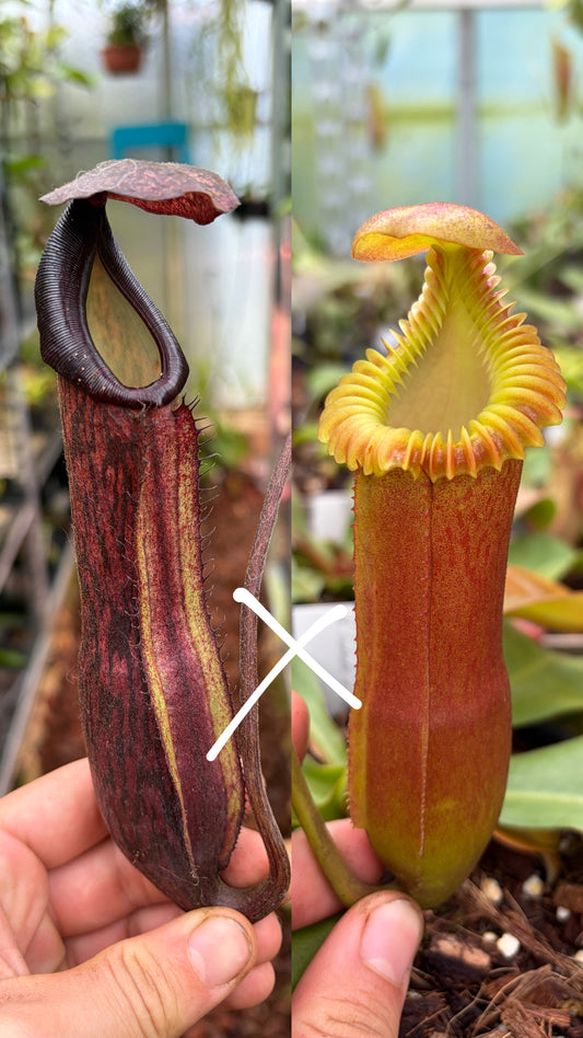 Nepenthes boschiana x edwardsiana 15cm