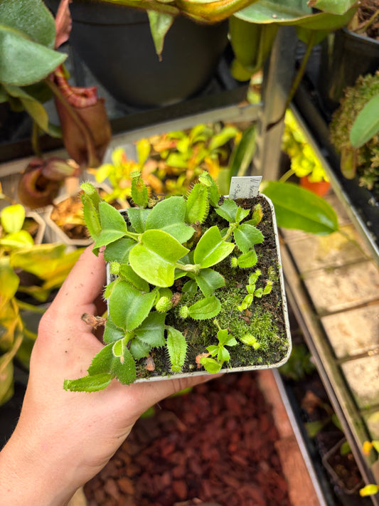 Nepenthes truncata ‚a x a EP‘ 5-7cm
