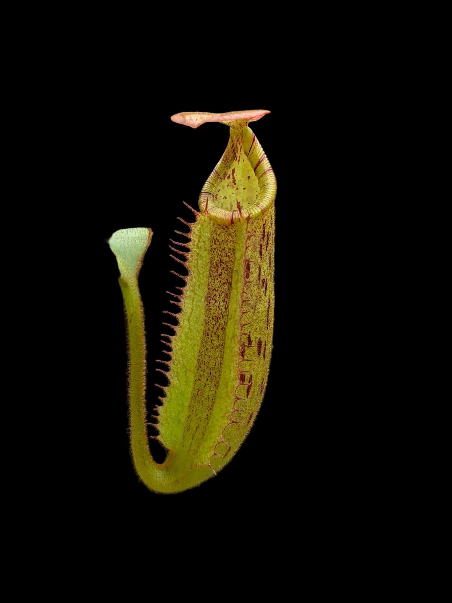 Nepenthes (veitchii x burbidgeae) x [(lowii x veitchii) x boschiana] x platychila 10cm