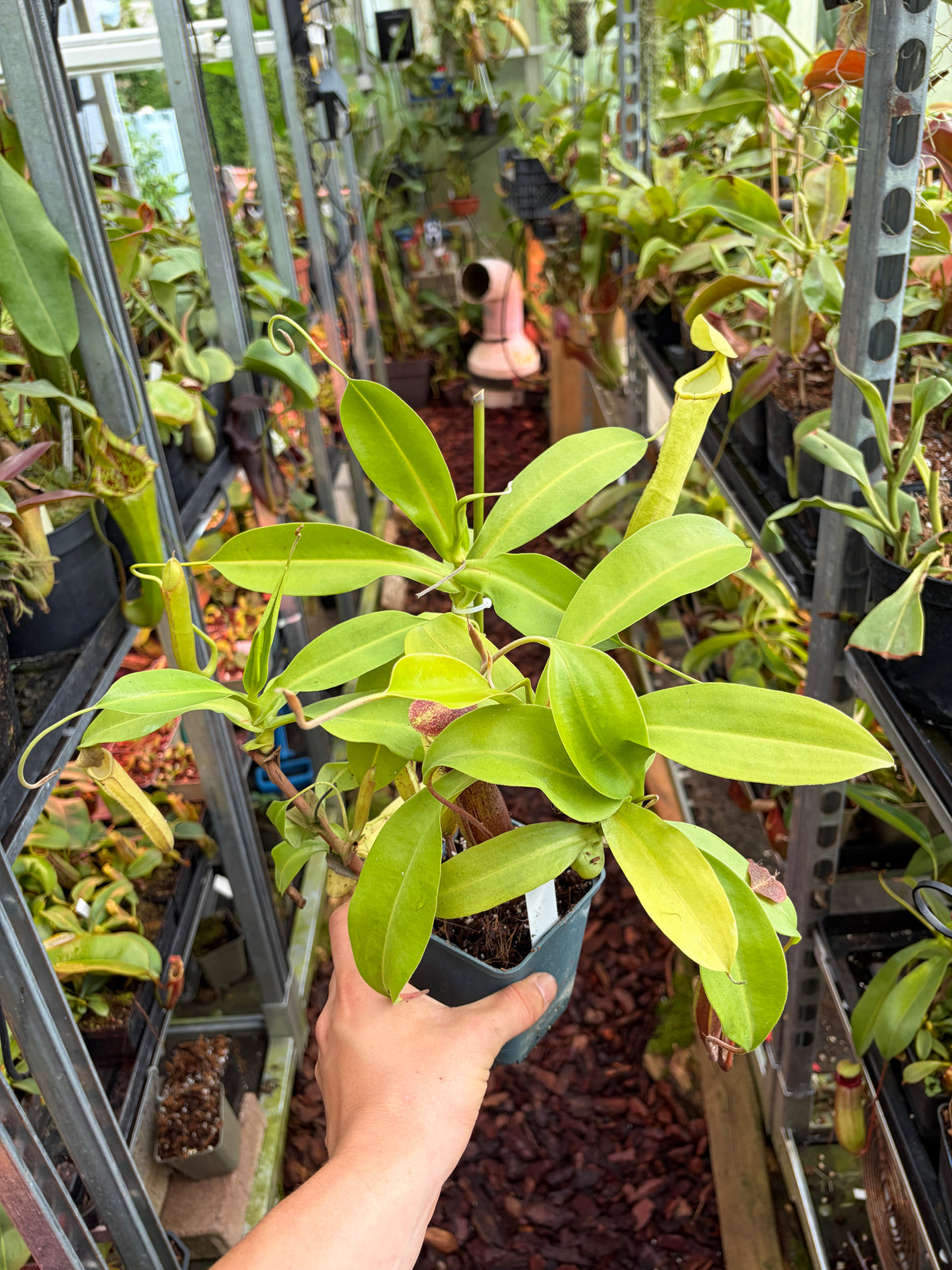 Nepenthes adrianii x boschiana ‚female - rooted cutting‘