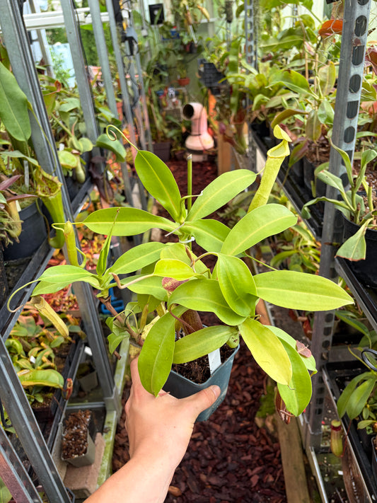 Nepenthes adrianii x boschiana ‚female - rooted cutting‘